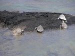 Puako tide pools are great for all ages and for treasure hunting.